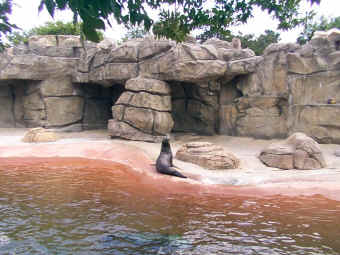 Sea Lion.jpg (155232 bytes)